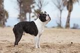 BOSTON TERRIER 384